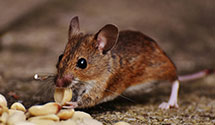 24 Hour & Emergency Exterminators in Glade Valley, NC